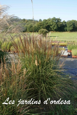 Miscanthus sinensis morning light